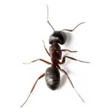 Are There Carpenter Ants in NY? 6 Most Common Types of Ants in New York