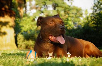 A Creative Guide for Pet Owners – Pibbles & More Animal Rescue