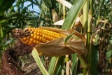 Comprehensive Guide to Corn and Maize Feed for Livestock
