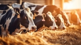 Artificial Intelligence in Cattle Breeding: Enhancing Genetic Selection
