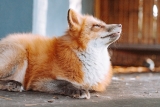 The Lives of Foxes Saved From Fur Farms