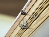 Do Silverfish Bite? Maine Homeowner’s Guide & Prevention Tips