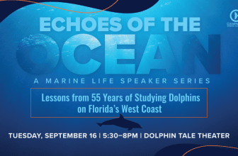 “Walnut” the Green Sea Turtle Released by CMA After Extensive Care and Rehabilitation