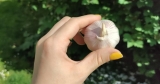 UK Gardeners Urged To Put Garlic In Plant Water ‘Til October
