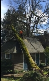 Storm Damage Tree Removal in Portland, OR – Tree Removal After Storm