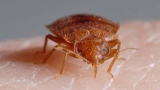 What Do Bed Bugs Do? 3 Crucial Bed Bug Activities – Pest Hacks