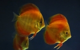 Discus Fish for Sale Near Me