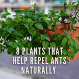 🌿 8 Plants That Help Repel Ants Naturally in Maryland (What Really Works)