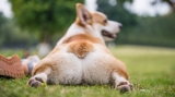 Why Do Corgis Sploot? The Science (And Sass) Behind That Adorable Pose