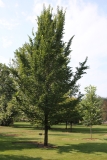Dutch Elm Disease (DED) Resistant Elm Species and Cultivars » WAA-ISA