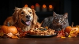 Thanksgiving with Pets: A Guide to a Safe and Joyful Celebration