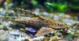 Twig Catfish (Farlowella): Tank, Diet, Breeding, And More