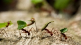 Best Ways To Get Rid of Ants in the House Fast: 30-Day Elimination Plan