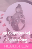 My Chihuahua Had a Splenectomy
