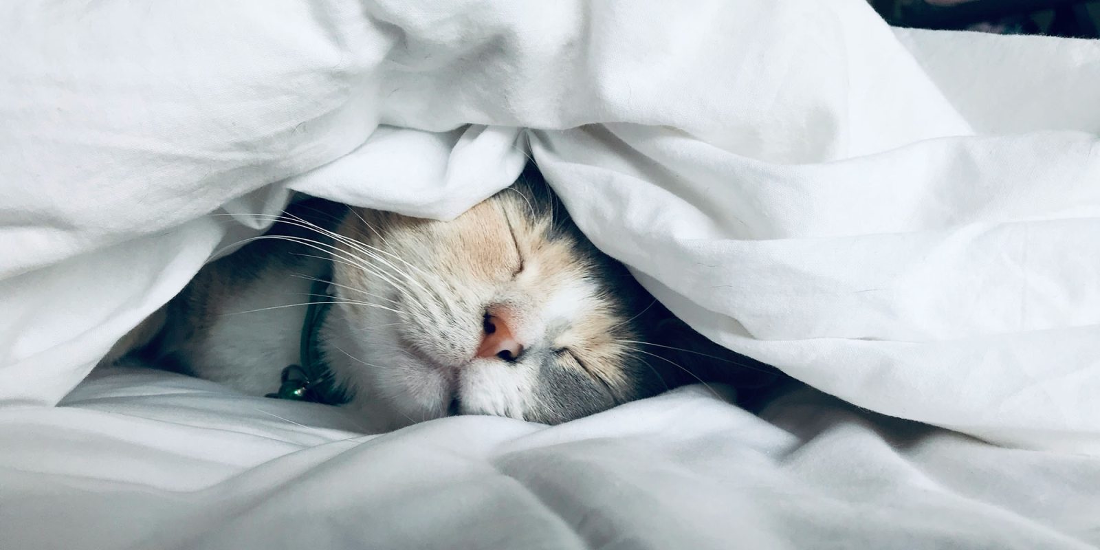 Apple Watch sleep score looks set to replicate these two smart ring features | Photo shows a cat sleeping beneath a duvet
