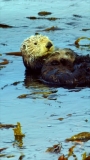 Monterey Bay Aquarium — It’s no secret that we think sea otters are pretty…