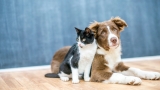 Pet Custody During Divorce in the UK
