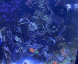 Anemone Tank 2.0 – Working with Reef Beef