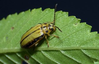 Oregon Fall Tree Pest Control
