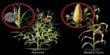 Sources of Genetic Diversity in Crop Evolution