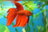 5 of the Best Beginner Fish for Your Aquarium
