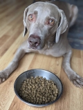 Is Grain-Free Dog Food Bad for Dogs?