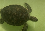 Sea Turtle Hospital Patient – Utica