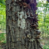 Keys Gap To Sweet Run State Park I Trail Cooking