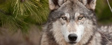 U.S. House votes to remove critical protections for gray wolves