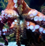 Reef Beef Episode 138: Constantly Fighting an Octopus