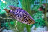 Jaguar Cichlid Care: Tank, Diet, Breeding, and What You Need to Know