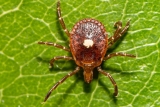 Lone Star Ticks: A Growing Concern in American Landscapes