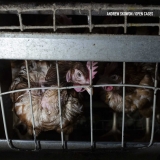 Grocery giant stalls on animal welfare, millions left to suffer