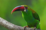 Colombia Breaks Tourism Records and Tops Global Bird Count, again!
