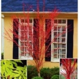 Trees that Add Color to Your Winter Landscape