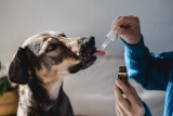 Hemp Oil for Dogs – Whole Dog Journal