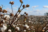 Cotton Harvesting Season: Timing & Equipment
