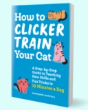 How To Teach A Cat To Fetch [Easy Training Steps]