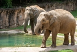 This ‘Feisty’ Asian Elephant at the National Zoo Is Pregnant. She May Birth the First Calf Born There in Nearly 25 Years