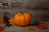 November Watch-List – 5 Essential Pests You Should Know For Peace Of Mind