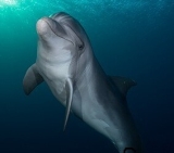 Dolphin Communication and Reef Restoration