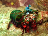 7 Unique Invertebrates for Your Aquarium: Quirky and Fun