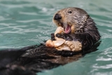 Monterey Bay Aquarium — A sea otter mystery solved!