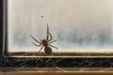 EcoShield Team Works Together to Bring Relief to Portland Resident with Arachnophobia
