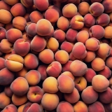 gluten free fresh peach pie filling