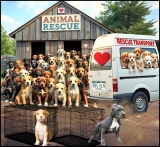 Stop importing & rehoming rabid pit bull puppies, Colorado tells rescues