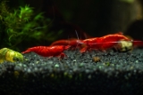 A Look at Cherry Red Freshwater Shrimp, Neocaridina davidi