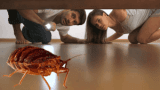Bed Bugs A Growing Concern in Upstate NY