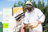U.S. Beekeepers Report Record Colony Losses, Raising Alarm for Farmers