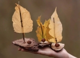 MOGLi Nature Craft – Hazelnut Boats